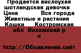 Продается вислоухая шотландская девочка › Цена ­ 8 500 - Все города Животные и растения » Кошки   . Костромская обл.,Вохомский р-н